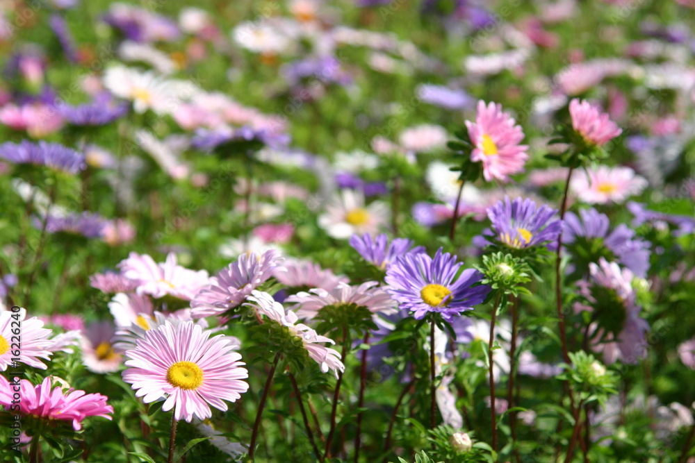Astern Wiese (Aster tataricus) Astern Wiese (Aster tataricus)