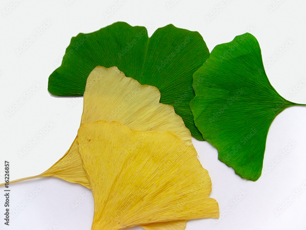 Naklejka premium Ginkgo biloba