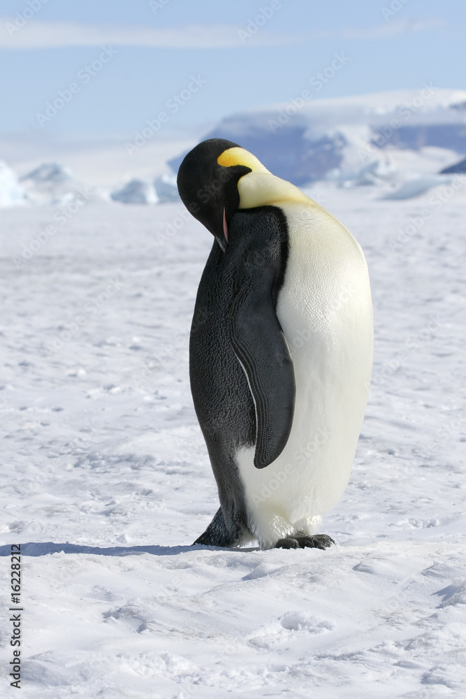 Obraz premium Emperor penguin (Aptenodytes forsteri)