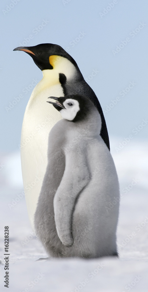 Obraz premium Emperor penguins (Aptenodytes forsteri)
