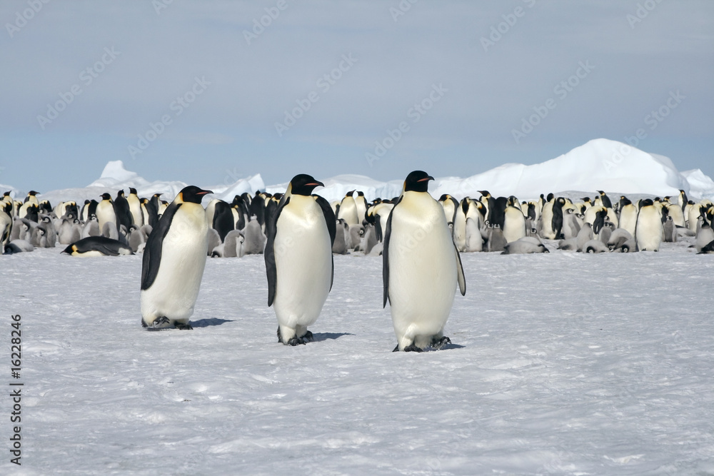 Obraz premium Emperor penguins (Aptenodytes forsteri)