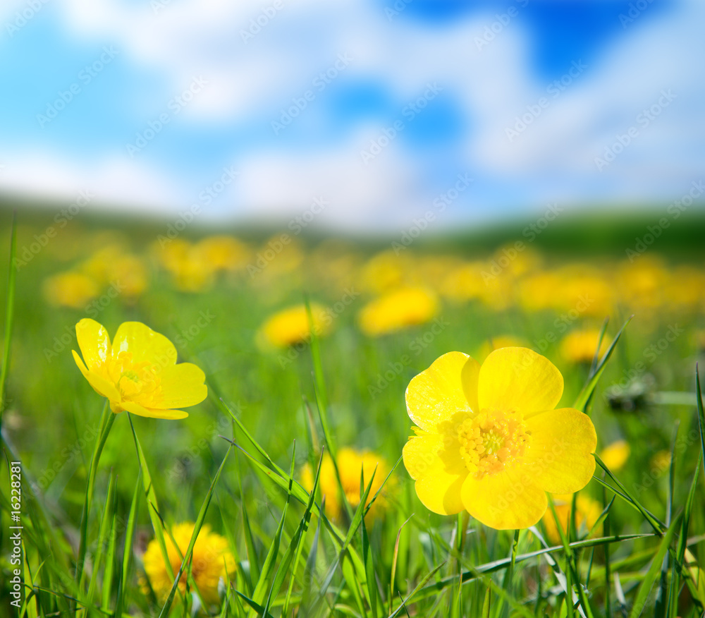 flowers and sunny day