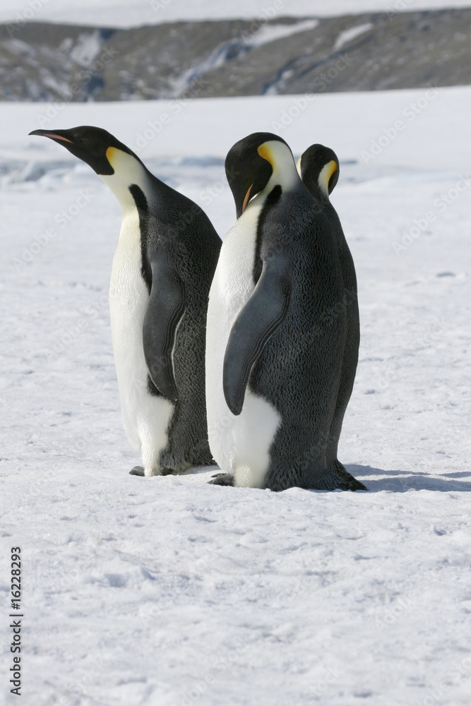 Fototapeta premium Emperor penguins (Aptenodytes forsteri)