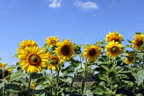 Fototapeta Naklejka Na Ścianę i Meble -  Sonnenblumenfeld