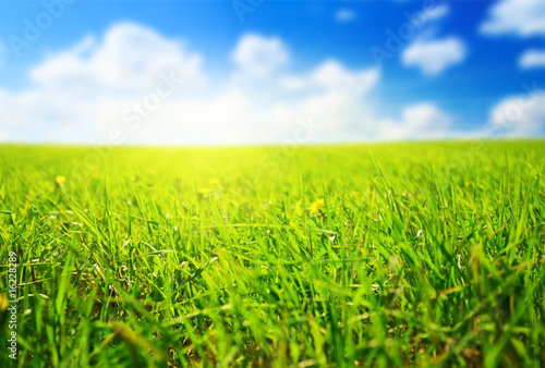 field of spring grass (shallow DOF)