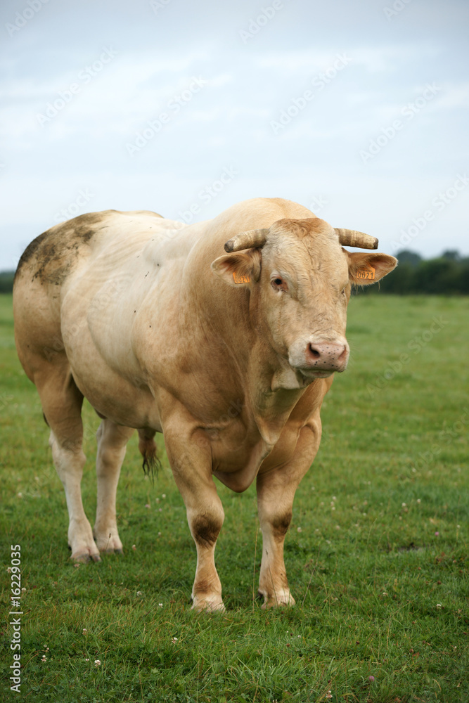 vache normande 03