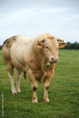 vache normande 03