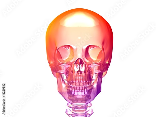 skull 3d