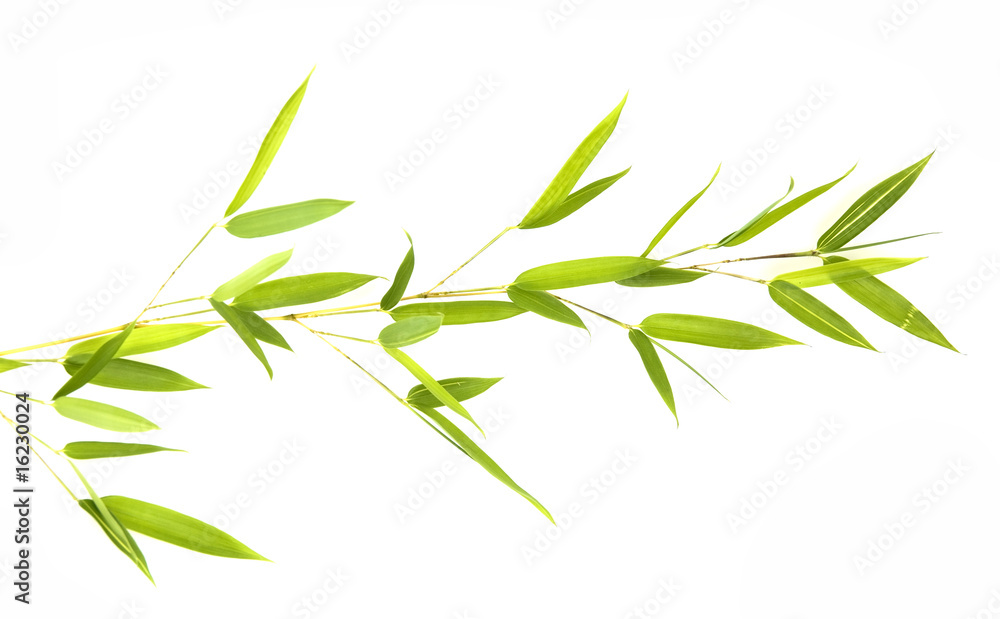 Fototapeta premium bamboo isolated