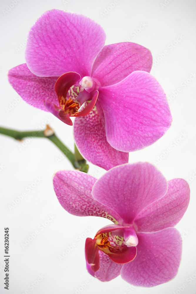 Obraz premium Orchidée rose