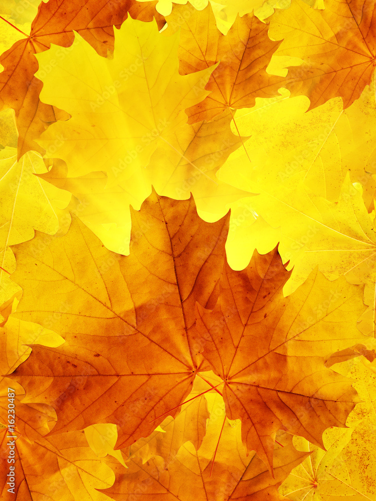 Leaves of a tree a maple Leaves of a tree a maple