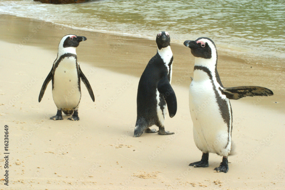 Obraz premium pinguin
