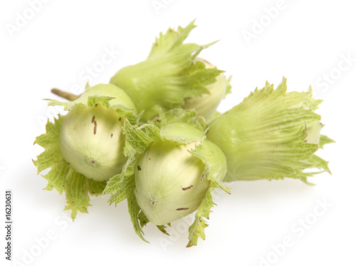 four hanzelnuts isolated