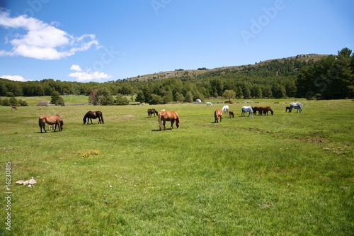 multiple horses grazing © Q