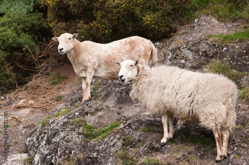Hillside Sheep