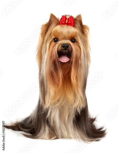 The Yorkshire Terrier of show class isolated on white background