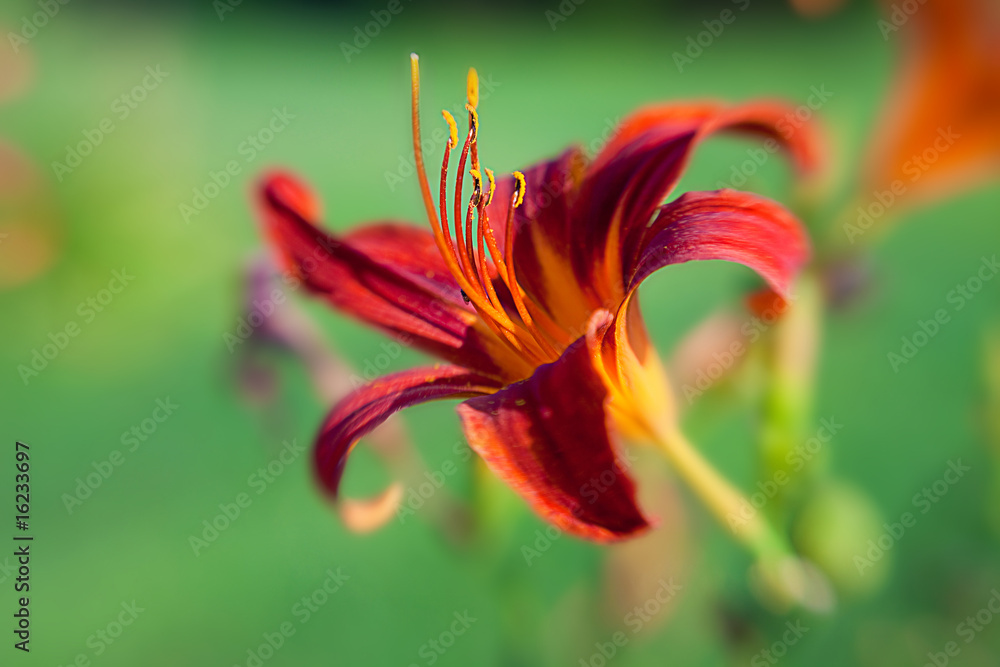 beautiful red flower petals closeup -depth of field beautiful red flower petals closeup -depth of field