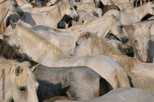 Obraz na plátně Camarguais