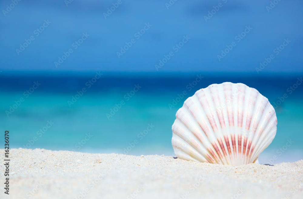 Cockleshell on sand on a background of ocean Cockleshell on sand on a background of ocean