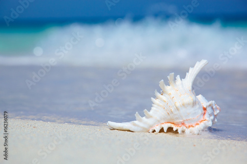 Cockleshell on sand