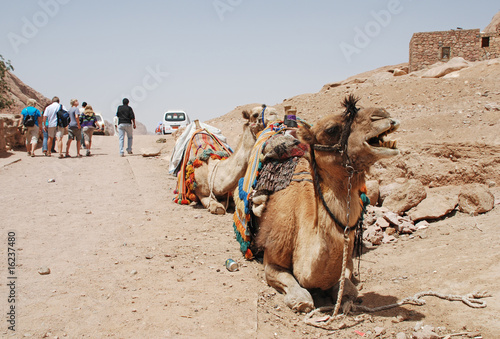 Camel Row