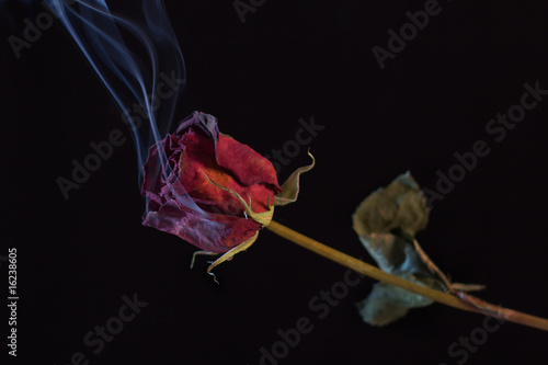 Smoking Red Rose