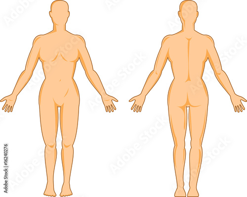 Female human anatomy front and back