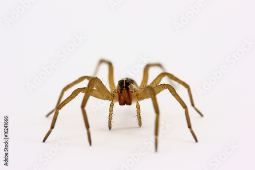 Obraz na płótnie Grass Spider