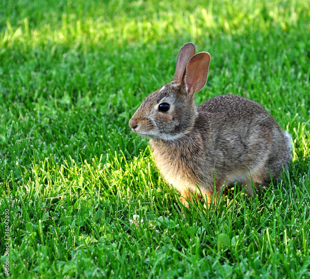 Fototapeta premium Cottontail Rabbit