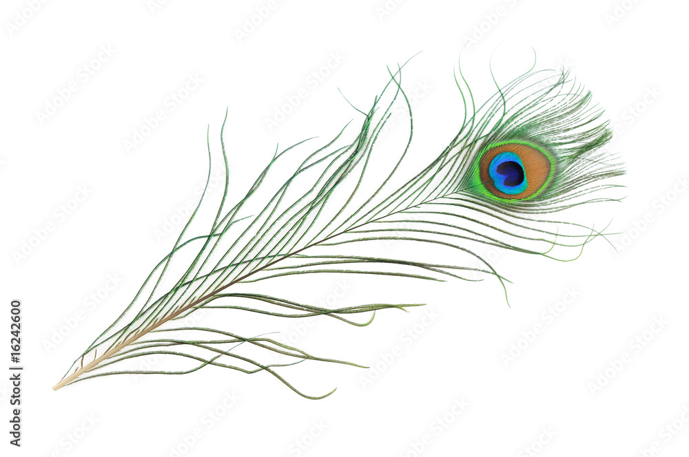 Naklejka premium Peacock feather