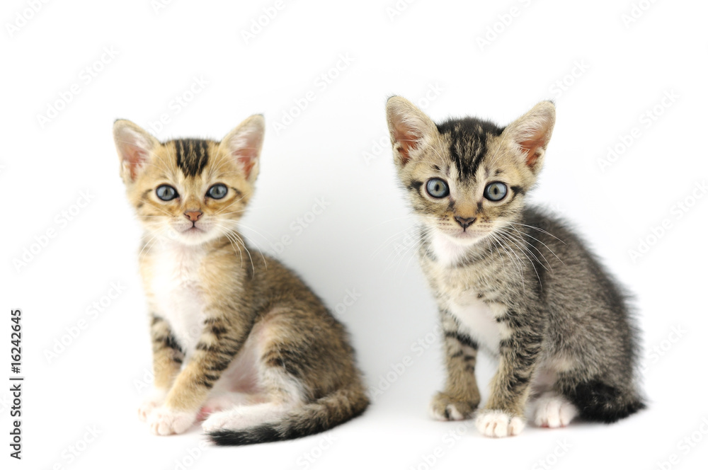 Small kittens