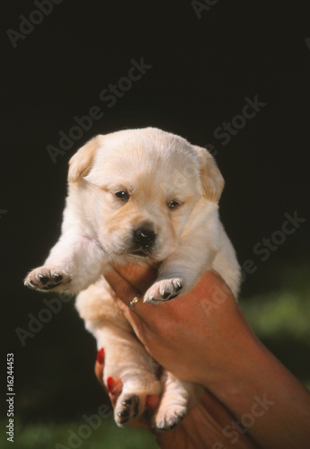 Fototapeta Naklejka Na Ścianę i Meble -  nouveau né labrador retriever tenu entre des mains - adorable