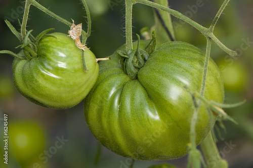 Tomates cultivées sous serres chez un maraicher. photo