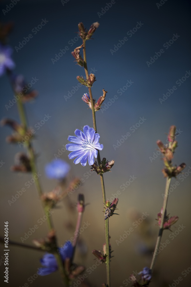 Blue flower with short focal depth Blue flower with short focal depth