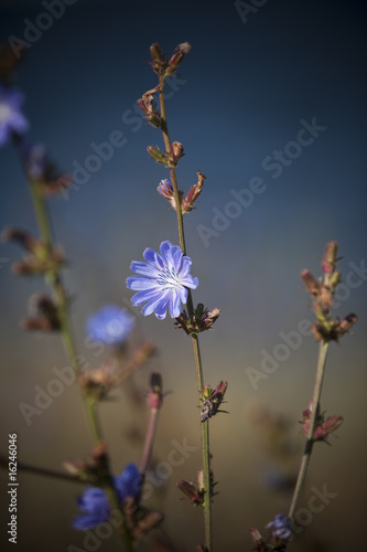 Blue flower with short focal depth