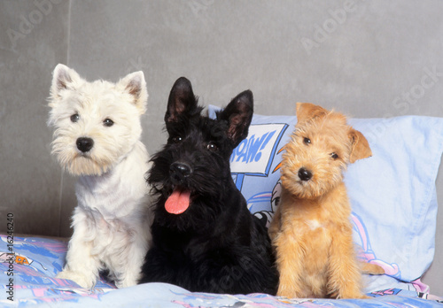 Cuadro en lienzo westie scottish et lakeland terrier assis côte à côte sur un lit