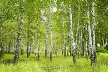Fotobehang Berkenbos Slanke berkenstammen in bosrand  © frenta