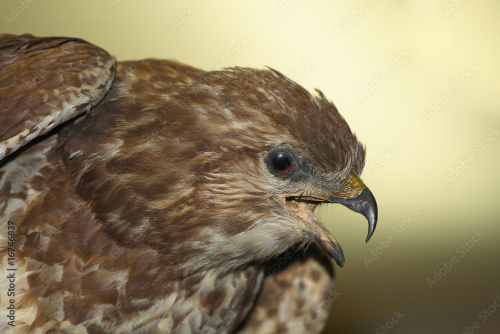 Kestrel Kestrel