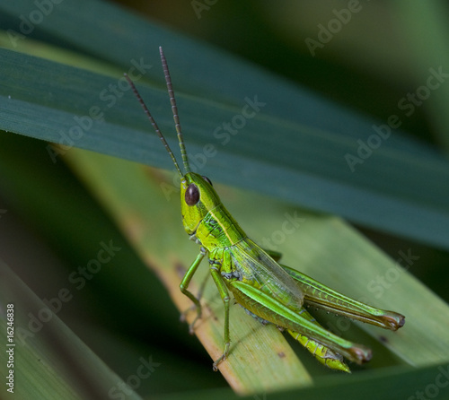 Wallpaper Mural grasshopper Torontodigital.ca