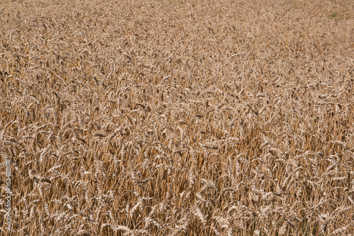 Wheat field close up view (horizontal, background)