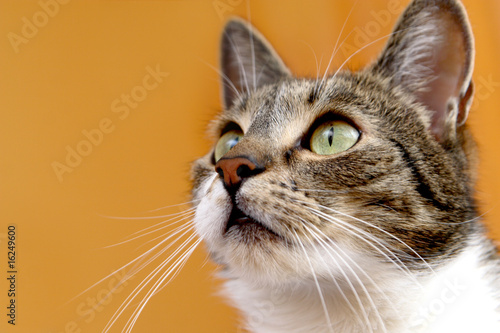 Courios cat