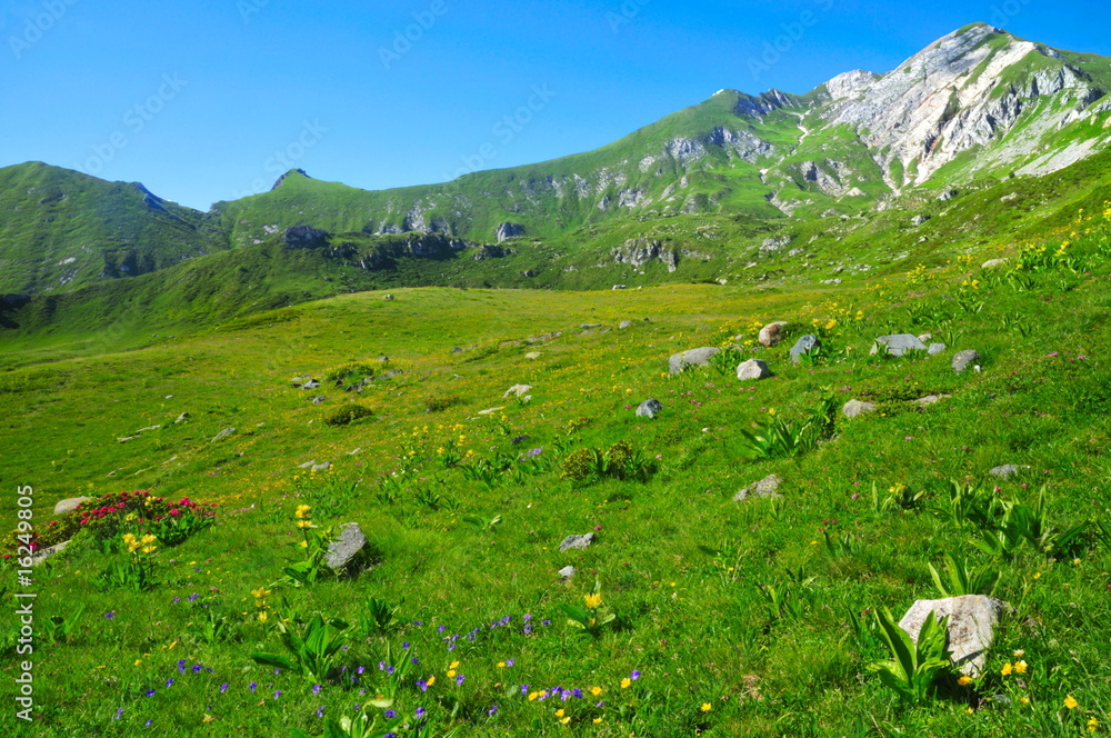 Mountain meadow with many different flowers