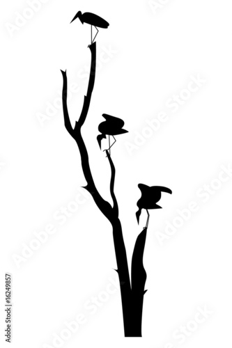 3 marabouts posés sur un arbre