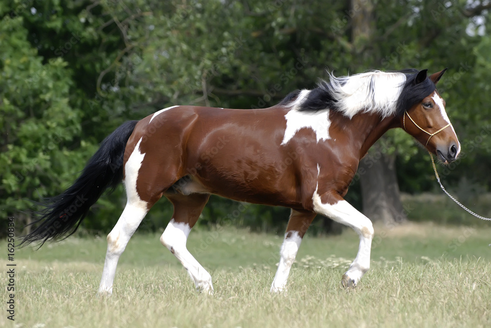 Young brown and white pony