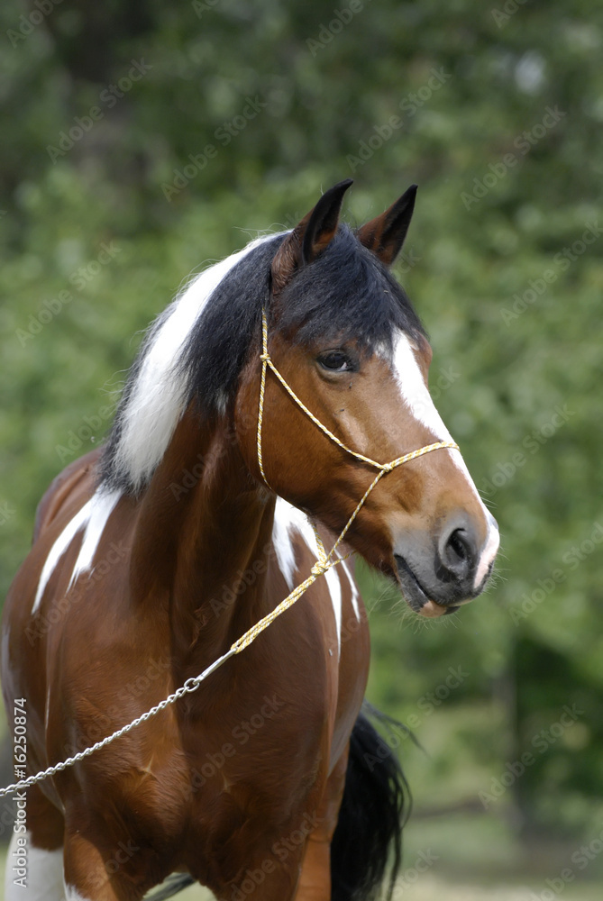 Young brown and white pony