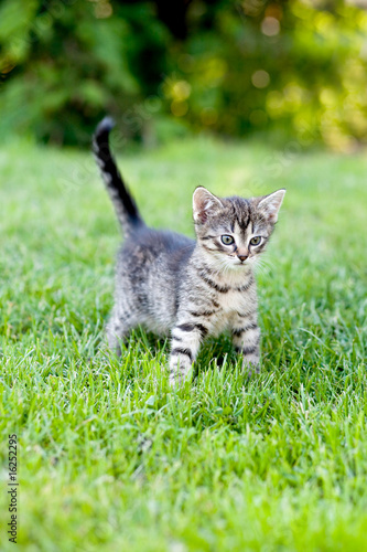 Kitten on grass
