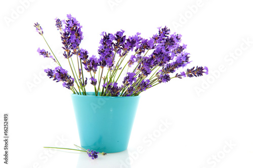 lavender in blue flower pot