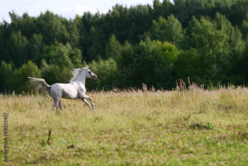 white arab stallion