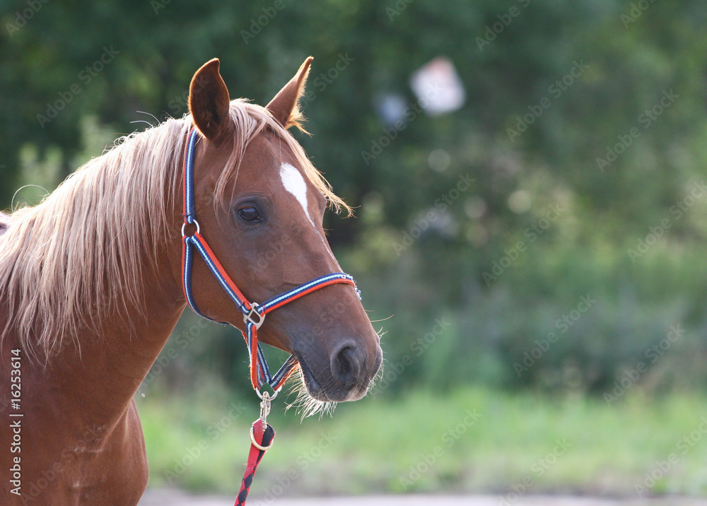 Fototapeta premium arab horse head