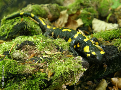 salamander